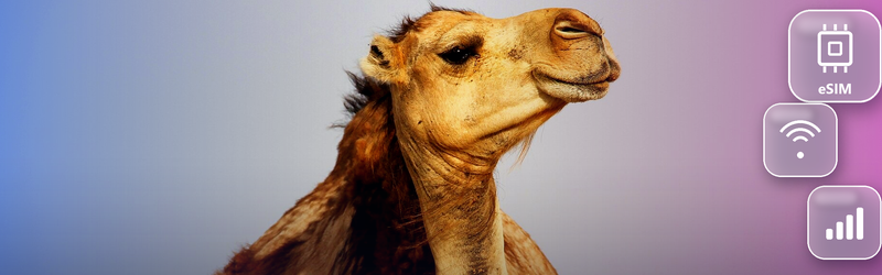 eSIM for Tunisia: The Two Trips Visitors Take and the Data Both Need