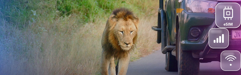 eSIM for Kenya: Safari Days Where the Signal Comes and Goes